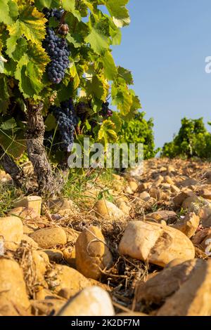 Vignoble typique avec des pierres près de Châteauneuf-du-Pape, Côtes du Rhône, France Banque D'Images