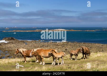 Cheval dans un champ près de Tremazine en Bretagne, France Banque D'Images