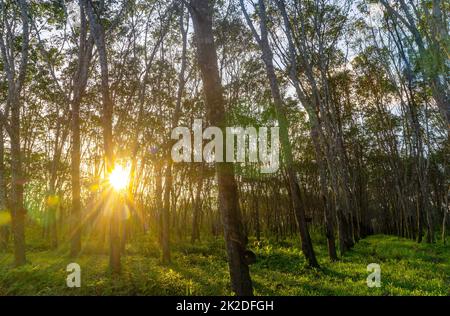 Caoutchouc de latex, caoutchouc d'arbre, caoutchouc de plantation et d'arbre Banque D'Images