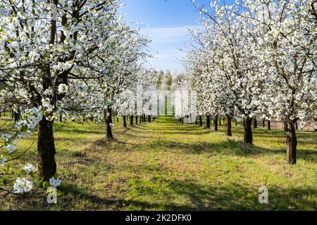 Verger à fleurs près de Cejkovice, Moravie du Sud, République tchèque Banque D'Images