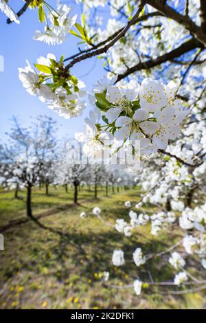 Verger à fleurs près de Cejkovice, Moravie du Sud, République tchèque Banque D'Images