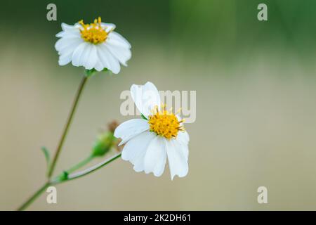 Bidens pilosa est en fleurs, est une plante biennale. Bouquet de fleurs Banque D'Images