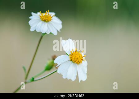 Bidens pilosa est en fleurs, est une plante biennale. Bouquet de fleurs Banque D'Images