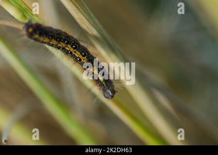 Les vers sont sur la plante de riz dans la nature. Banque D'Images