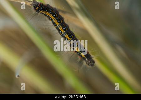 Les vers sont sur la plante de riz dans la nature. Banque D'Images