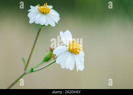 Bidens pilosa est en fleurs, est une plante biennale. Bouquet de fleurs Banque D'Images