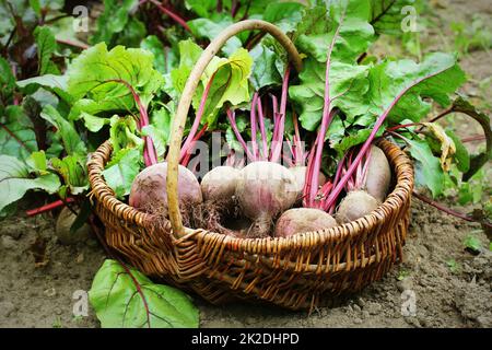 Betteraves fraîches récoltées dans le panier, betteraves biologiques avec des feuilles poussant sur le lit Banque D'Images