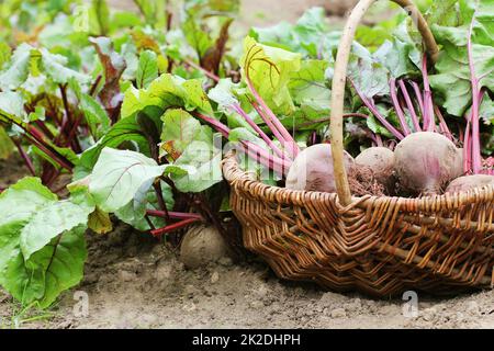 Betteraves fraîches récoltées dans le panier, betteraves biologiques avec des feuilles poussant sur le lit Banque D'Images