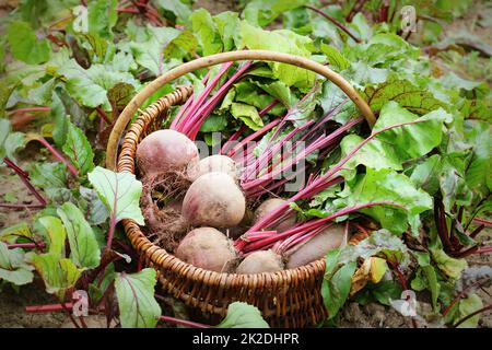 Betteraves fraîches récoltées dans le panier, betteraves biologiques avec des feuilles poussant sur le lit Banque D'Images