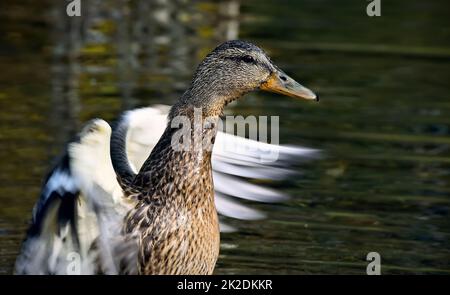 A close up image of a Mallard duck 'Anas platyrhynchos', flapping its wings in a wetland in rural Alberta Canada. Stock Photo