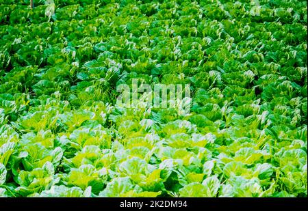 Accent sélectif jardin des légumes biologique légumes serre secteur de la laitue agriculture des affaires pour la santé Banque D'Images