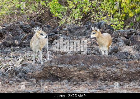 Deux dik-dik de Kirk, Madoqua kirkii, entre des pierres de lave dans le parc national de Tsavo. Banque D'Images