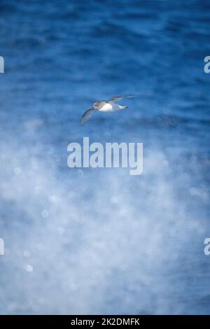 Le pétrel antarctique glisse au-dessus de la pulvérisation de la mer Banque D'Images