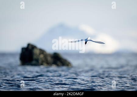 La sterne antarctique plonge vers l'océan pour pêcher Banque D'Images