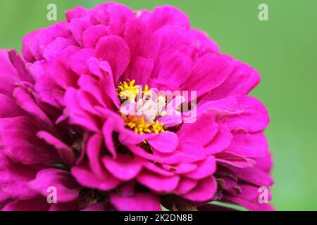 Belle Zinnia elegans ou de la jeunesse et de l'âge ou l'Élégant zinnia zinnia commun ou dans le jardin de fleurs Banque D'Images