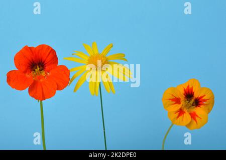 pâquerettes et nasturtiums de savannah sur fond bleu Banque D'Images