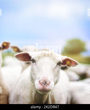 C'est une vie de moutons. Coupe de moutons sur une ferme. Banque D'Images