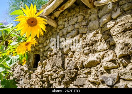 Tournesols dans le village de Margib Banque D'Images