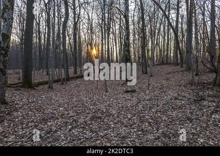 Lumière douce du soleil dans la forêt au début du printemps Banque D'Images