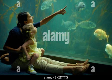 Shes se concentre sur ces poissons. Photo rognée d'une petite fille sur une sortie à l'aquarium. Banque D'Images