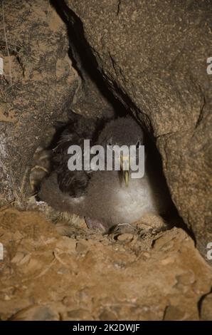 Cory's shearwater poussa dans son nid. Banque D'Images