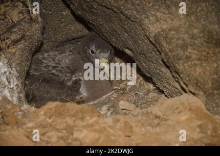 Cory's shearwater poussa dans son nid. Banque D'Images