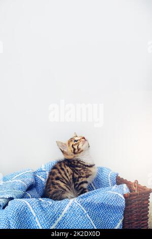 Quelqu'un a-t-il dit heure du dîner ? Photo studio d'un adorable chaton en tabby assis sur une couverture souple dans un panier. Banque D'Images