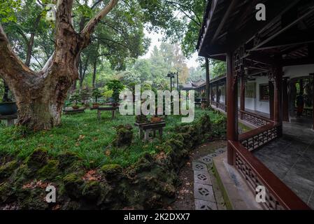 Bonsai trees garden in Chengdu people's park Stock Photo