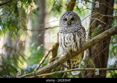 A Spotted Owl perched in a tree, Moran State Park, Orcas Island, Washington, USA. Stock Photo