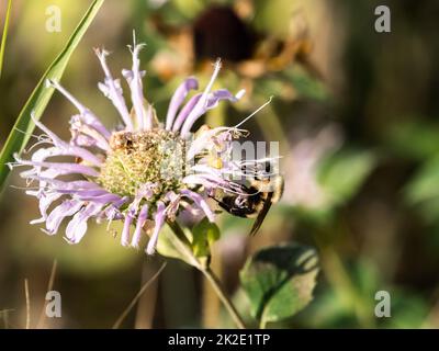 Une abeille commune de l'est, bombus impatiens, boit le nectar des fleurs de bergamote sauvage dans un parc de l'ouest du Wisconsin. Banque D'Images