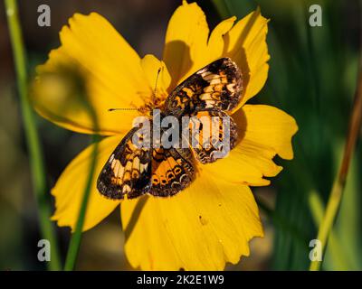 Papillon du croissant du Nord, Phyciodes cocyta, sur la fleur de Coreopsis lamée près d'un étang dans l'ouest du Wisconsin. Banque D'Images