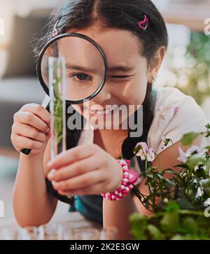 Vue d'ensemble. Coupe courte d'une adorable petite fille regardant à travers une loupe tout en analysant les plantes d'un tube à essai à la maison. Banque D'Images