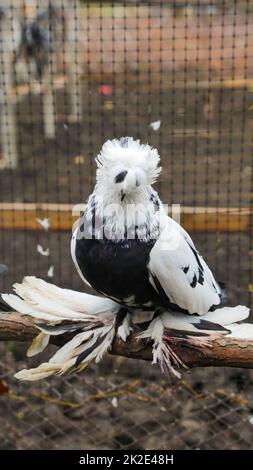 La fée saxonne avaler le pigeon Banque D'Images