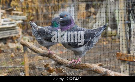 Couple de pigeon de Modène allemand. Pigeons colorés décoratifs. Banque D'Images