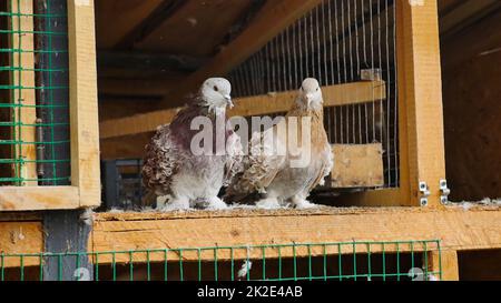 amour et soin aux pigeons. Banque D'Images