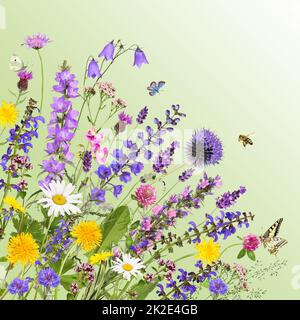 Différentes fleurs de jardin et de prairie avec fond vert Banque D'Images