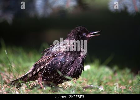 L'esturling commun ou l'esturling européen (Sturnus vulgaris), aussi connu simplement comme l'esturling Banque D'Images