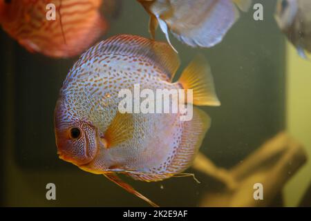 Portrait d'un discus dans l'aquarium, le poisson discus appartient aux cichlidés. Banque D'Images