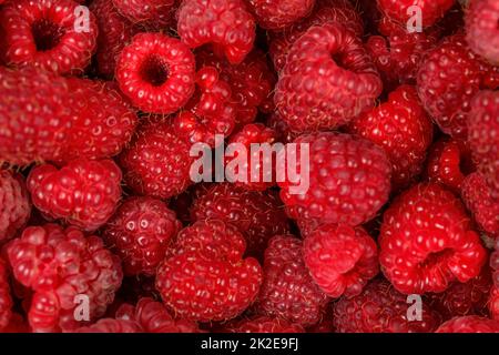 Vue de dessus - jardin fraîchement cueillies de framboises. Banque D'Images