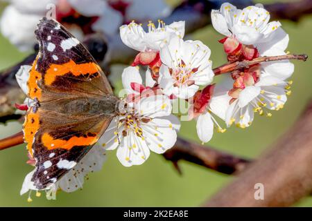 Le grand papillon est placé sur une fleur sur un fond vert flou Banque D'Images