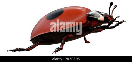 3D rendu Ladybug sur blanc Banque D'Images