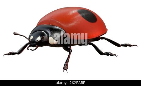 3D rendu Ladybug sur blanc Banque D'Images