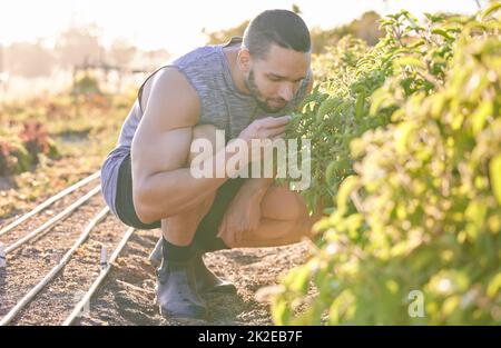 Ces herbes seront délicieuses dans le dîner tonights. Photo d'un jeune homme qui sent des plantes dans son jardin. Banque D'Images