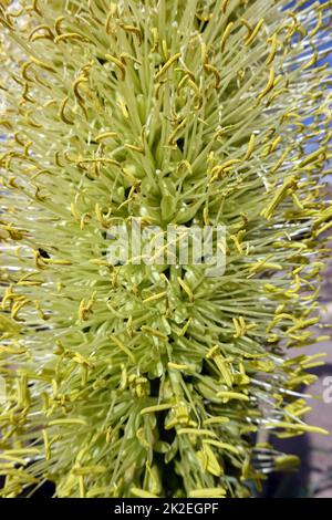 Drachenbaumagave, Schwanenhalsagave (Agave attenuata), Bluetenstand Banque D'Images