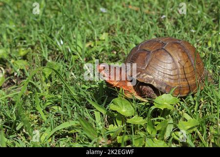 Box Turtle Roaming à travers Yard dans l'est du Texas Banque D'Images