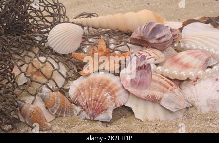 Coquillages de mer sur le sable avec filet de pêche, DOF peu profond Banque D'Images