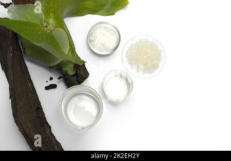 Les produits du spa sont joliment agencés près des fougères Platycerium stemaria sur une table blanche. Cire d'esters cétyliques dans un récipient en verre, cristal de bain dans un verre de montre chimique et huile dans un bécher. Vue de dessus Banque D'Images