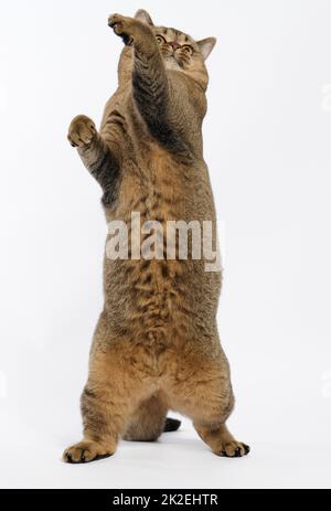 Le chat gris adulte de la race écossaise à pattes droites se tenait sur ses pattes arrière, ses pattes avant étaient relevées. L'animal se prépare à sauter Banque D'Images