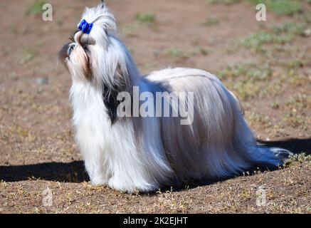 Chien de race Yorkshire Terrier, ou York Banque D'Images