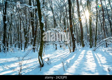 Le soleil entre les arbres dans la forêt d'hiver Banque D'Images